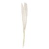 Bleached Pampas Grass Decorations Ginger Ray - Afbeelding 2